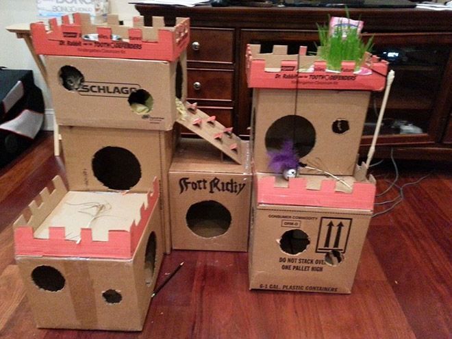 Donos de gatos estao criando fortes de papelao para seus animais 11