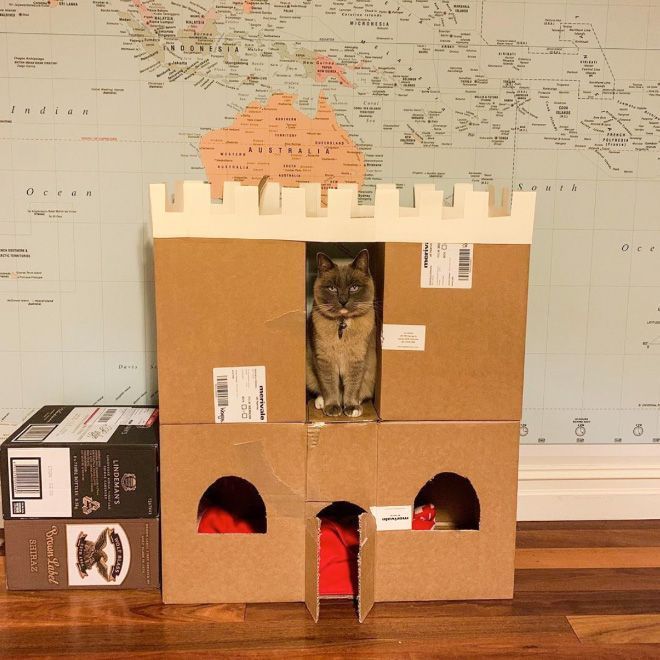 Donos de gatos estao criando fortes de papelao para seus animais 14