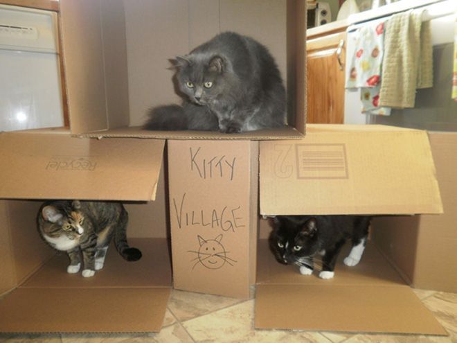 Donos de gatos estao criando fortes de papelao para seus animais 18