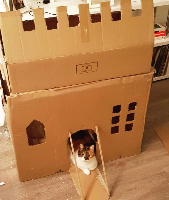 Donos de gatos estao criando fortes de papelao para seus animais 19