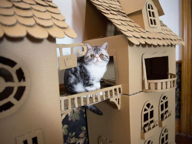 Donos de gatos estao criando fortes de papelao para seus animais 9