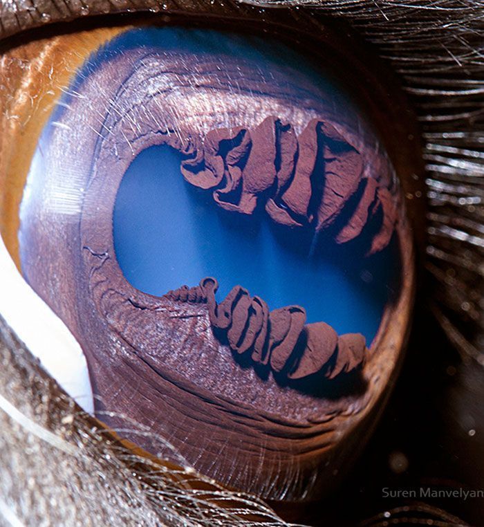 Suren Manvelyan fotografo captura como os olhos de animais sao unicos 1