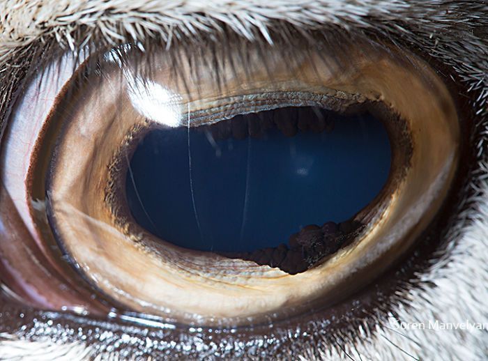 Suren Manvelyan fotografo captura como os olhos de animais sao unicos 10