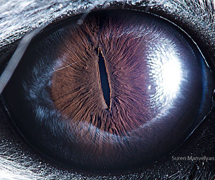 Suren Manvelyan fotografo captura como os olhos de animais sao unicos 12