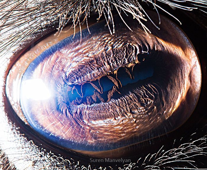 Suren Manvelyan fotografo captura como os olhos de animais sao unicos 13