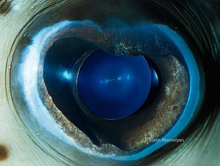 Suren Manvelyan fotografo captura como os olhos de animais sao unicos 14