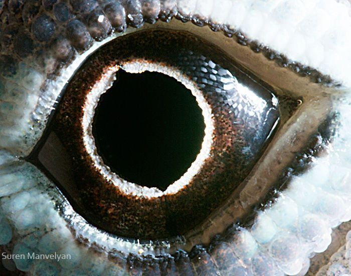 Suren Manvelyan fotografo captura como os olhos de animais sao unicos 15