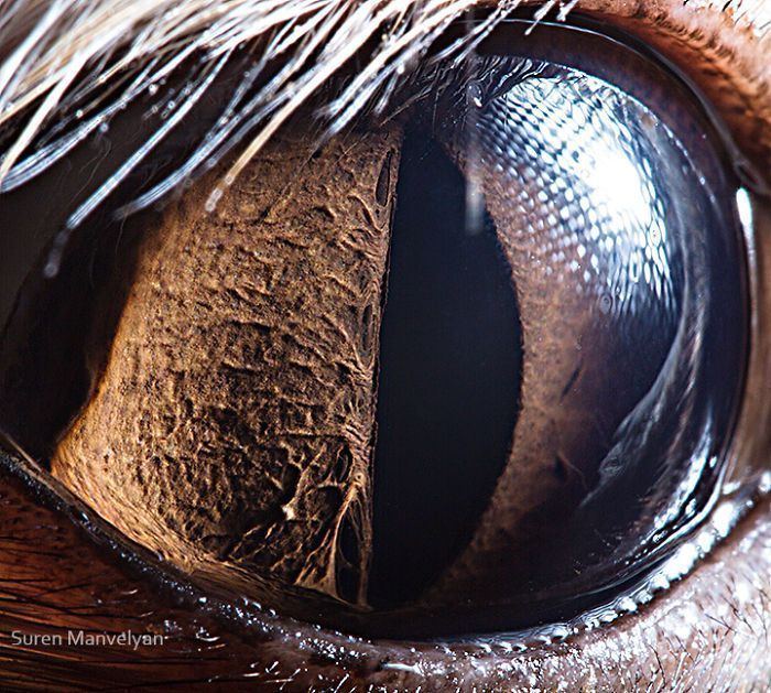 Suren Manvelyan fotografo captura como os olhos de animais sao unicos 16
