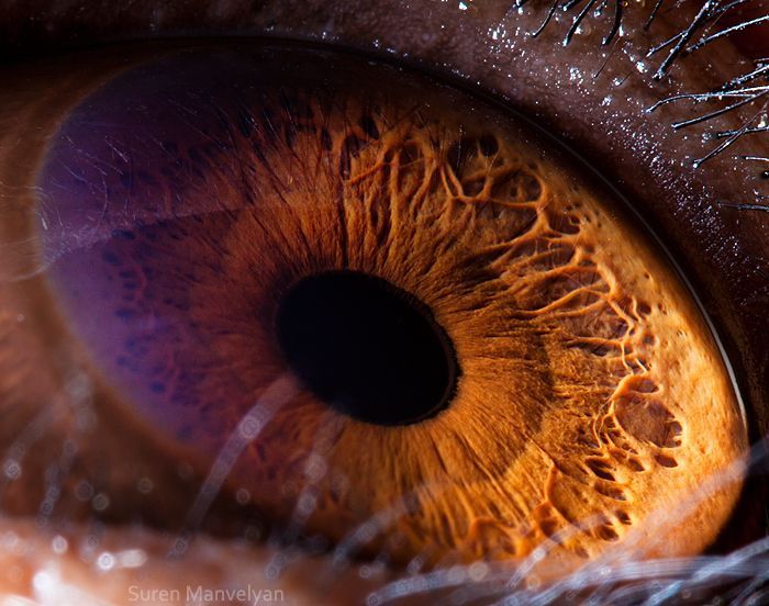 Suren Manvelyan fotografo captura como os olhos de animais sao unicos 18