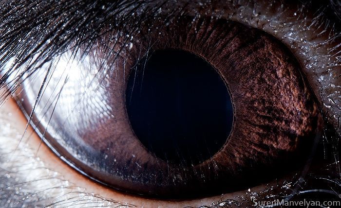 Suren Manvelyan fotografo captura como os olhos de animais sao unicos 19