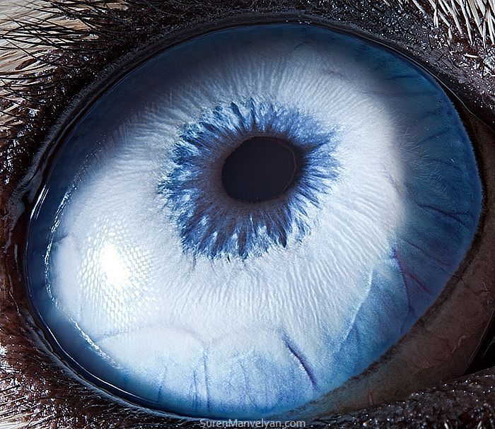 Suren Manvelyan fotografo captura como os olhos de animais sao unicos 2