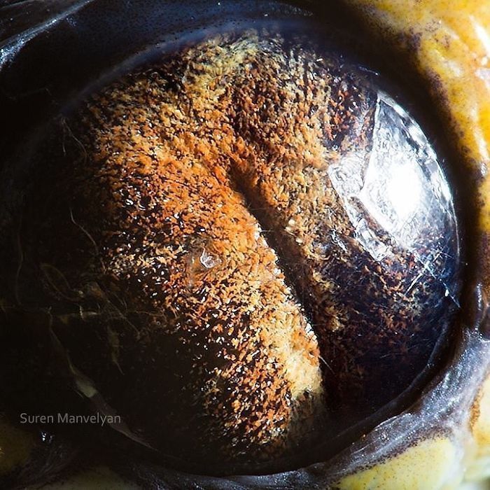 Suren Manvelyan fotografo captura como os olhos de animais sao unicos 20