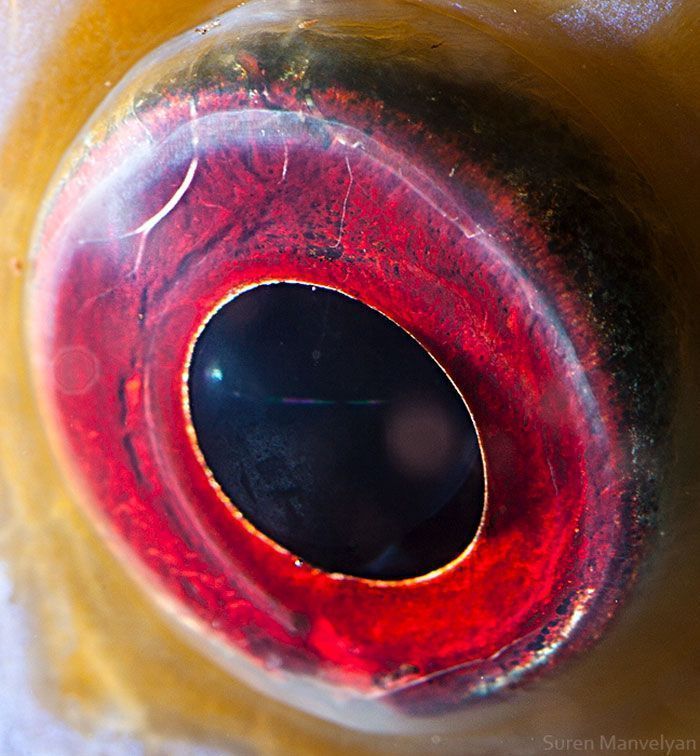 Suren Manvelyan fotografo captura como os olhos de animais sao unicos 22