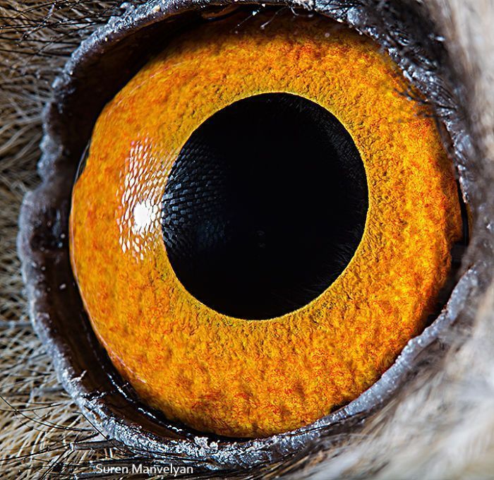 Suren Manvelyan fotografo captura como os olhos de animais sao unicos 3