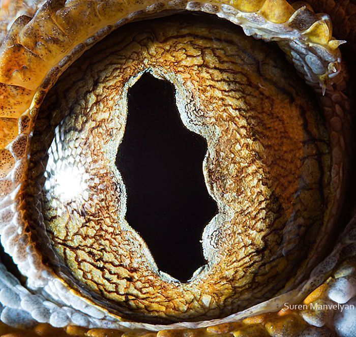 Suren Manvelyan fotografo captura como os olhos de animais sao unicos 4