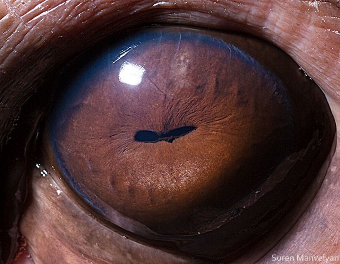 Suren Manvelyan fotografo captura como os olhos de animais sao unicos 7