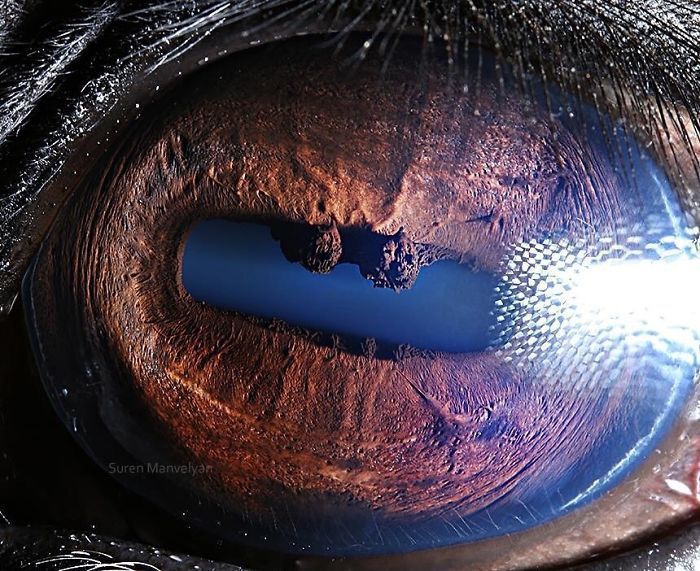 Suren Manvelyan fotografo captura como os olhos de animais sao unicos 8