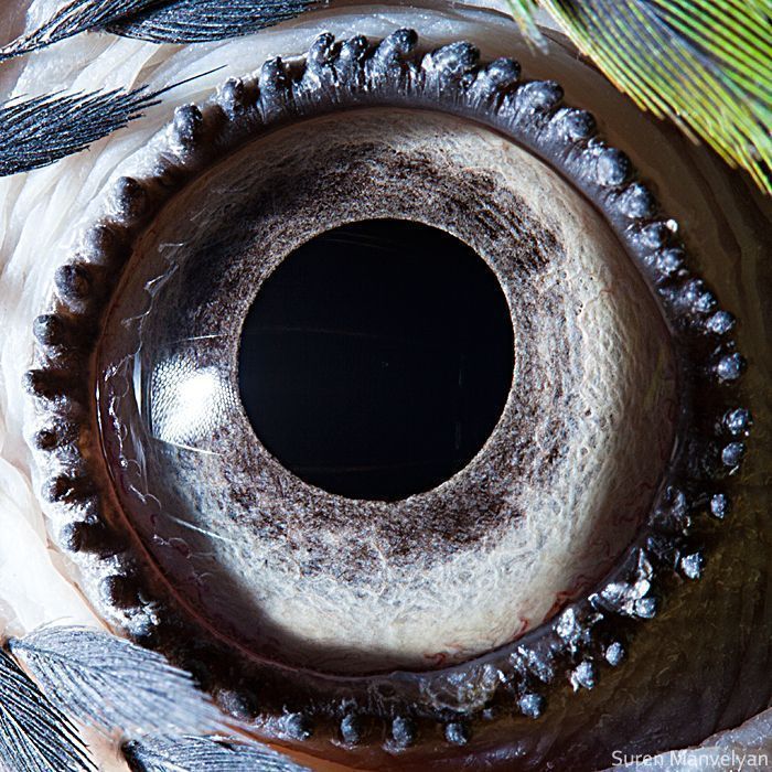 Suren Manvelyan fotografo captura como os olhos de animais sao unicos 9