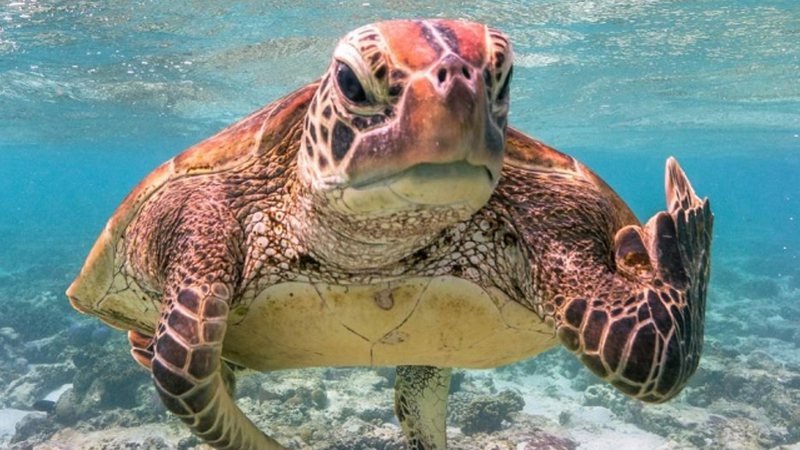Comedy Wildlife Photography Award gesto obsceno de tartaruga vence premio de fotografia mais engracada de 2020 1