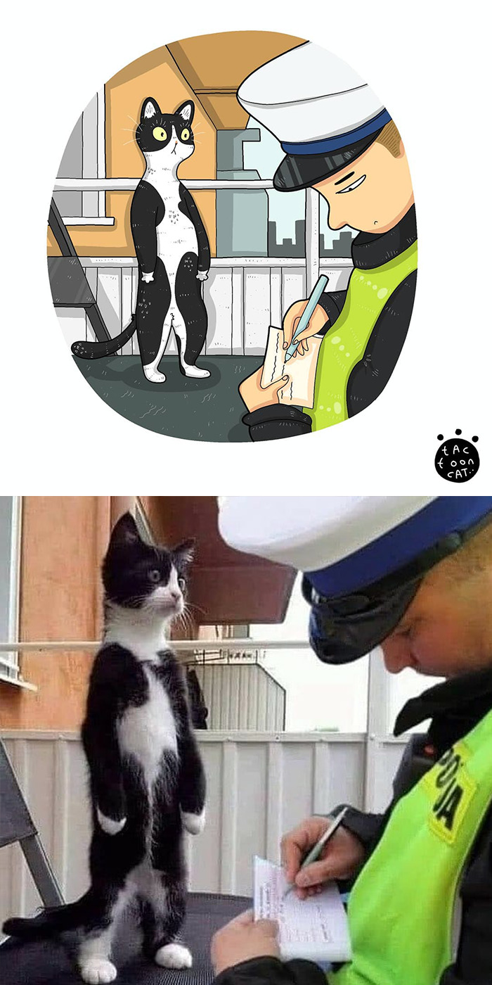 Tactoonca artista indonesio redesenha memes de gatinhos 3