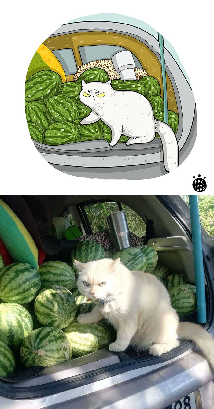 Tactoonca artista indonesio redesenha memes de gatinhos 5