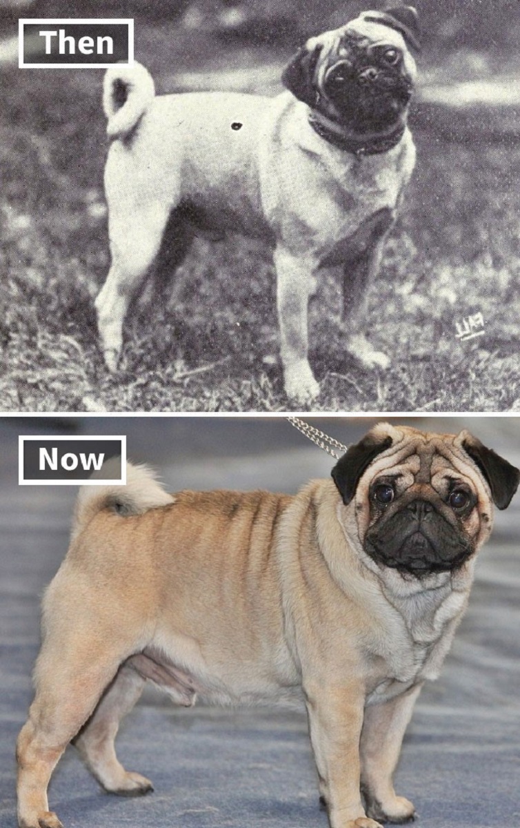 Veja o quanto essas racas de cachorros mudaram ao longo do tempo 1