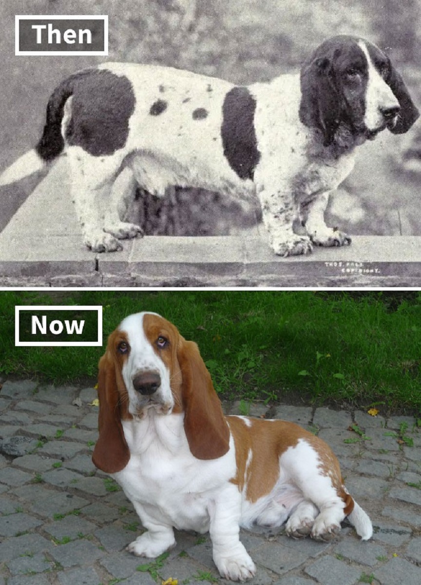 Veja o quanto essas racas de cachorros mudaram ao longo do tempo 2