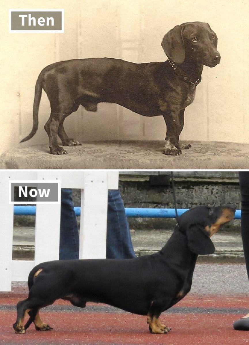 Veja o quanto essas racas de cachorros mudaram ao longo do tempo 4