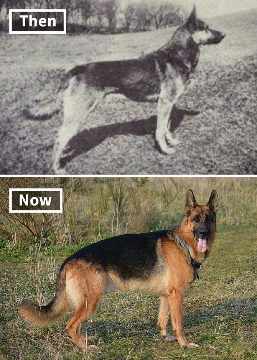 Veja o quanto essas racas de cachorros mudaram ao longo do tempo 5