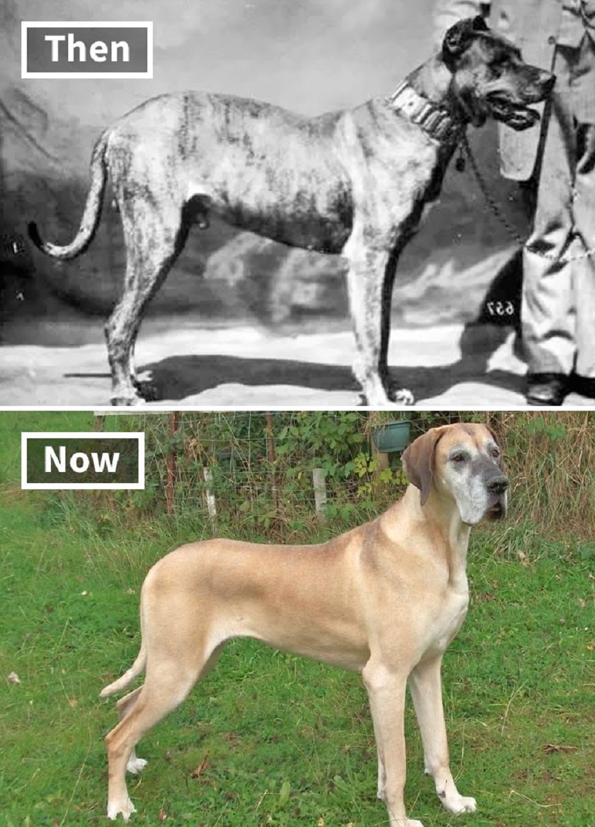 Veja o quanto essas racas de cachorros mudaram ao longo do tempo 7