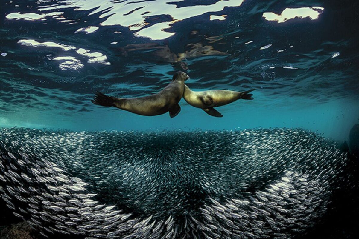 Through Your Lens Underwater Photo Contest confira as melhores fotos submersas de 2020 14