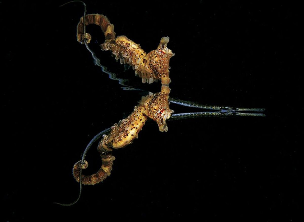 Through Your Lens Underwater Photo Contest confira as melhores fotos submersas de 2020 2