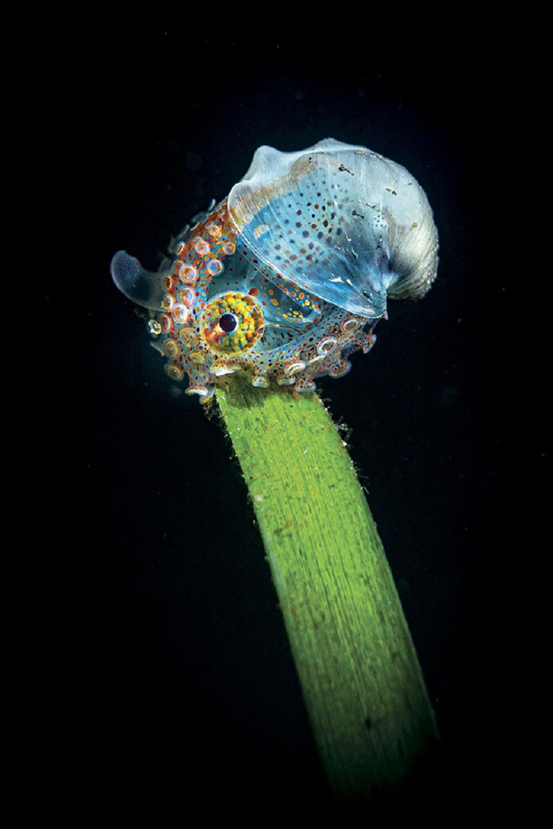 Through Your Lens Underwater Photo Contest confira as melhores fotos submersas de 2020 5