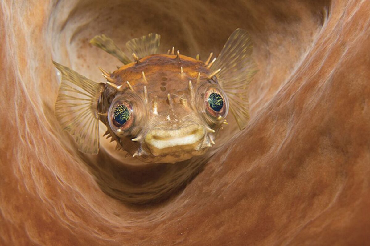 Through Your Lens Underwater Photo Contest confira as melhores fotos submersas de 2020 6